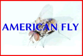 Sean Fly